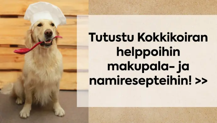 Tutustu Kokkikoiran helppoihin makupala- ja namiresepteihin. Kultainennoutaja kokinhattu päässä ja punainen kauha suussa