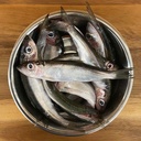 Silakka raaka 4,5 kg